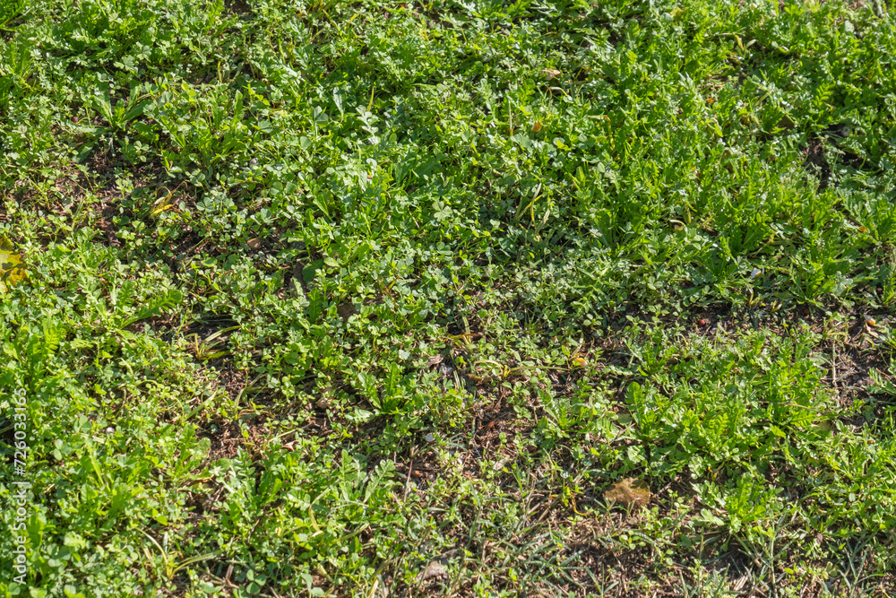 wild plants in the field. wild plants in the field.