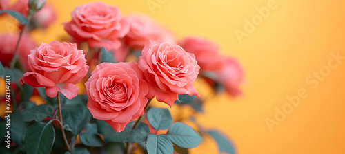 pink roses on yellow background