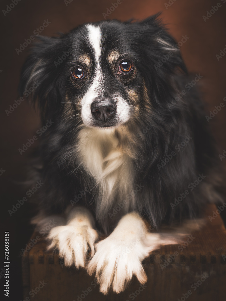 A portrait of an adorable toy Aussie with a fluffy black and white coat laying on a textured, wooded crate, tilting head charmingly at camera, eyes sparkling with playful curiosity.