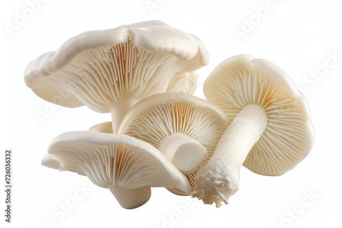 Mushrooms on white, studio advertising light. Backdrop with selective focus and copy space
