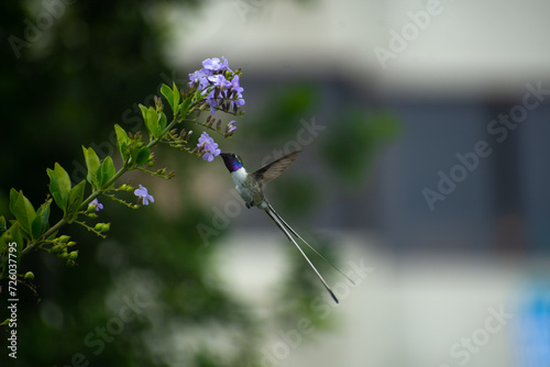 Colibrí de Cora alimentándose
