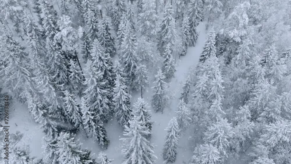 Scenic slow fly video over spruce and pine tree forest during heavy snowfall. Extreme winter conditions. All trees covered with much snow Scenic slow fly video over spruce and pine tree forest during heavy snowfall. Extreme winter conditions. All trees covered with much snow