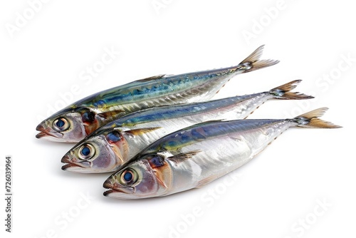 Indian sardine alone on white background photo