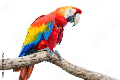 Colorful Scarlet Macaw perched on branch with white background and clipping path © VolumeThings