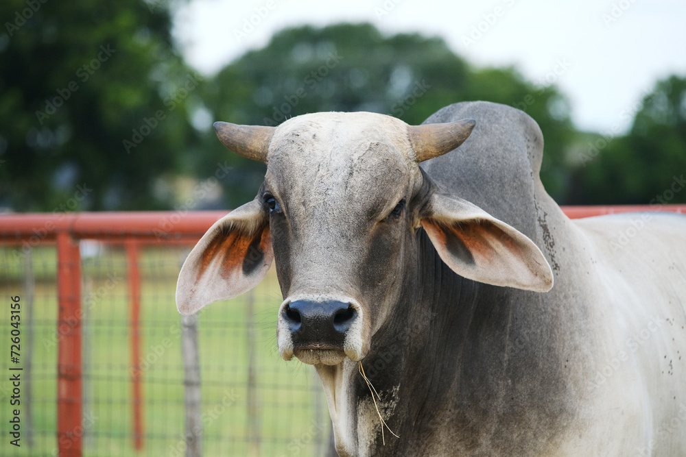 custom made wallpaper toronto digitalBrahman bull portrait on Texas cattle farm shows face with horns closeup.