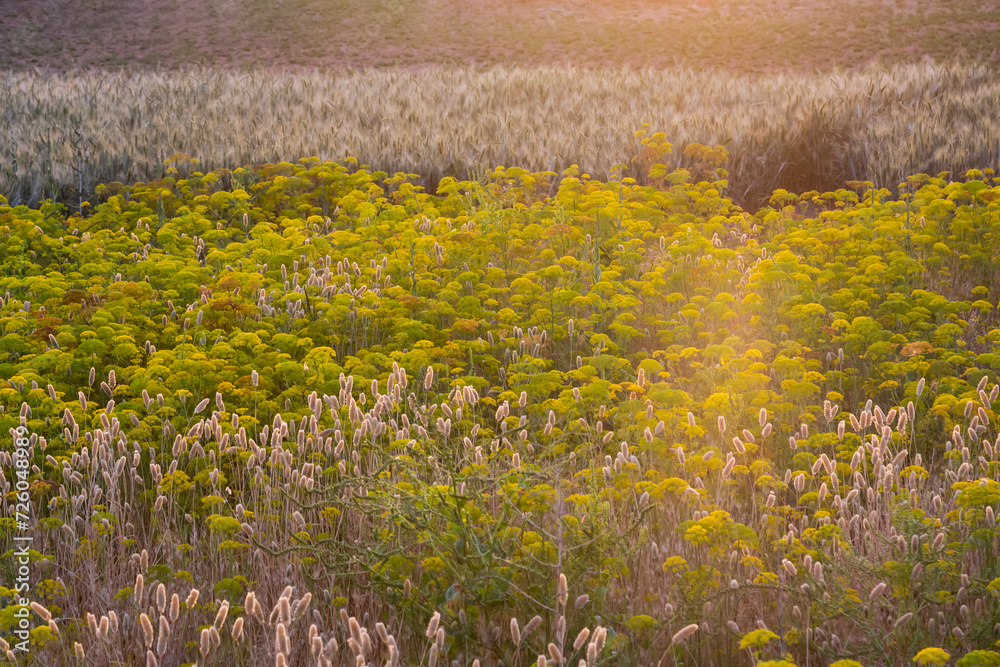 Obraz premium Field of oat and grass in the rays of the setting sun