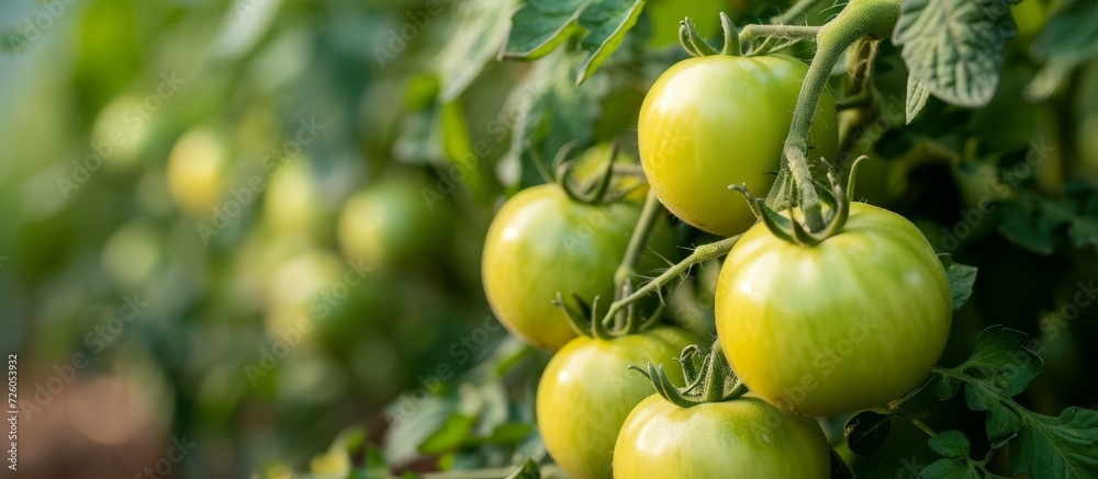 Fototapeta premium Fall harvest includes green tomatoes in a garden greenhouse.