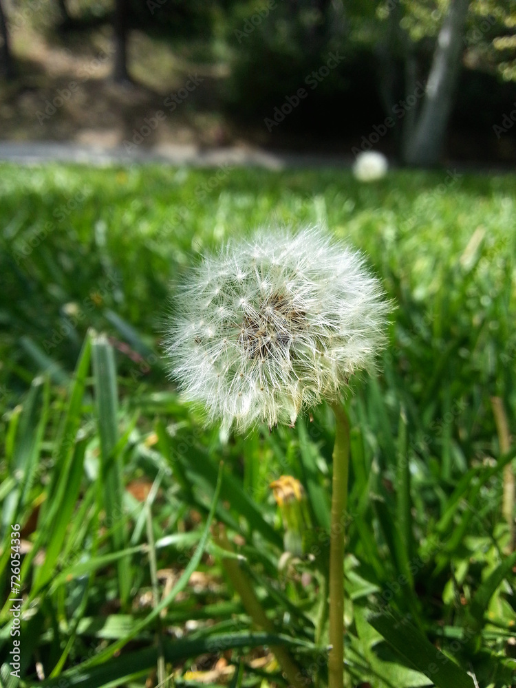 Close-up of a Dandelion (puffball) growing in a green grass lawn waiting for the wind to scatter its seeds. Close-up of a Dandelion (puffball) growing in a green grass lawn waiting for the wind to scatter its seeds.