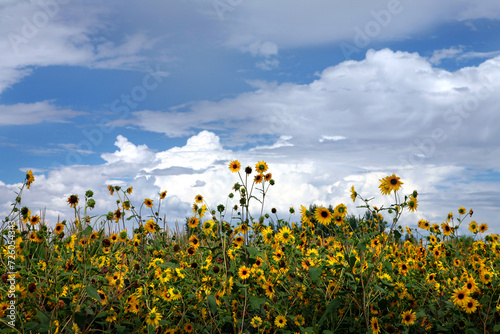 A beautiful meadow of wild sunflowers blooming under a cloudy sky in Utah.