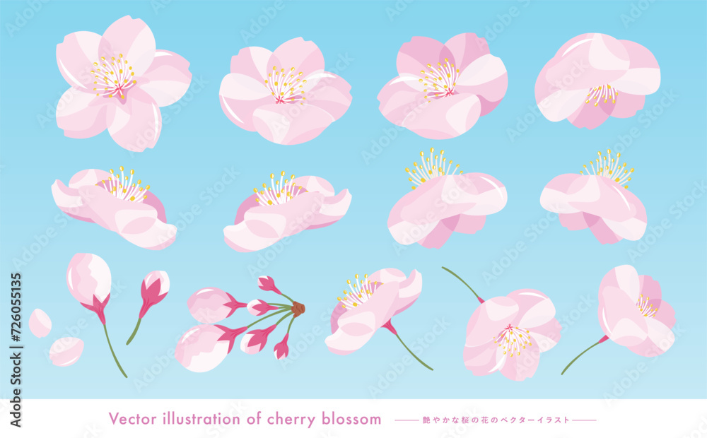 桜の花びらや満開のさくらの花のリアルでかわいいベクターイラストのセット素材