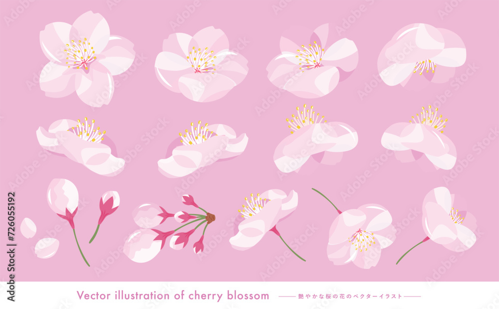 桜の花びらや満開のさくらの花のリアルでかわいいベクターイラストのセット素材