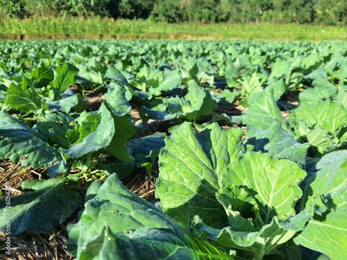 cabbage growing field in the field of landscape.