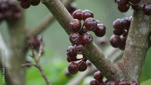 The fruit of ficus sp. Ficus is a genus of about 850 species of woody trees, shrubs, vines, epiphytes and hemiepiphytes in the family Moraceae. Collectively known as fig trees or figs photo