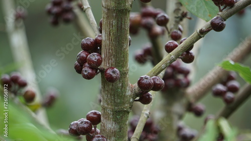 The fruit of ficus sp. Ficus is a genus of about 850 species of woody trees, shrubs, vines, epiphytes and hemiepiphytes in the family Moraceae. Collectively known as fig trees or figs photo