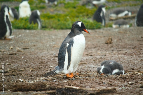 gentoo penguin in polar regions