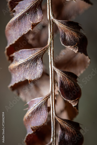 A graceful exit of a frond from a Christmas Fern. photo