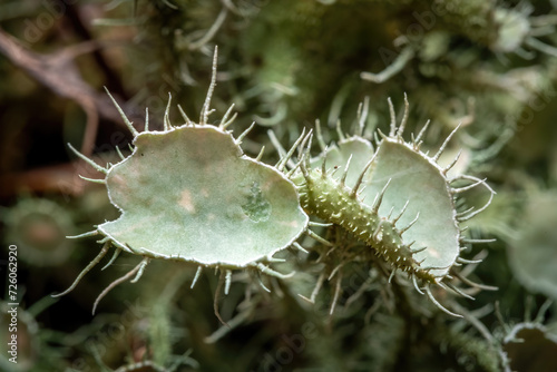 Photos A pair of fruiting bodies known as apothecia of Bushy Beard Lichen