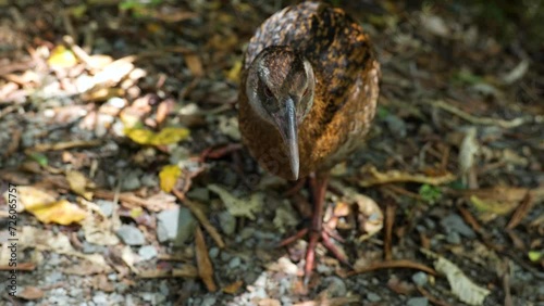 Close-up of a wild weka bird walking to the camera in the forest, Paparoa National Park, New Zealand. photo