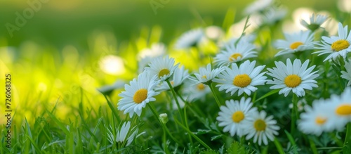 Gardening concept with white chamomiles on green grass.