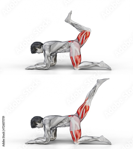 867 Glute Kickbacks. 3D
 Anatomy of fitness and bodybuilding. An outstanding display of male muscles. Targeted muscles are red. No background. Png. photo