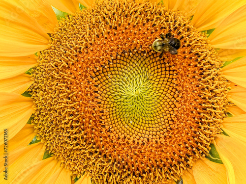 Close up of sunflower with honey bee, sunflower farm in rural Wisconsin 