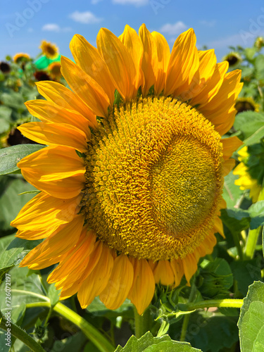 Close up of sunflower in field of sunflowers with blue sky, rural Wisconsin