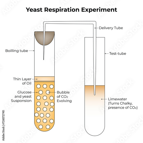 Yeast Respiration Experiment Science Design Vector Illustration Diagram