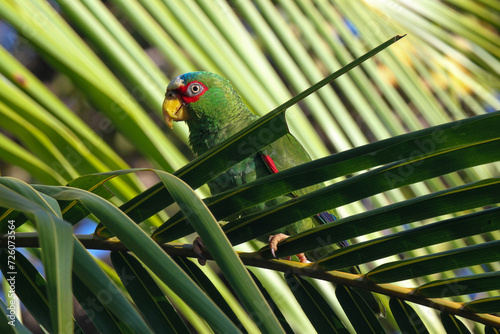 White fronted parrot in palm tree with leaves, Costa Rica 
