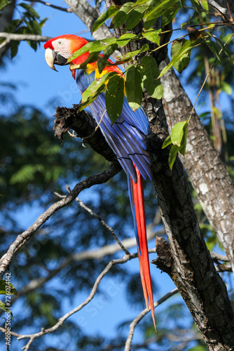 Wild Scarlet Macaw in tree at Macaw Recovery Network, Punta Islita, Costa Rica 
