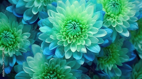 Blue-green chrysanthemum flower close-up. Macro shot. Summer and spring multi-color floral background.