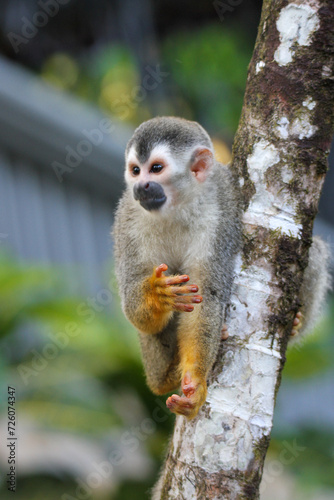 Grey Crowned Central American Squirrel Monkey, Mono Titi, red-backed squirrel monkey, on tree, Manuel Antonio, Costa Rica 