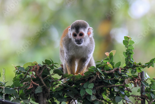 Grey Crowned Central American Squirrel Monkey  Mono Titi  red-backed squirrel monkey Manuel Antonio  Costa Rica 