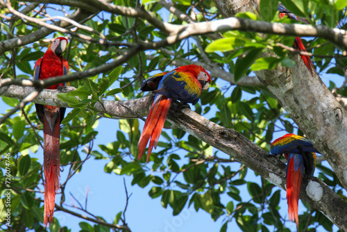 Three wild scarlet macaws in almond tree, Corcovado National Park, Costa Rica 