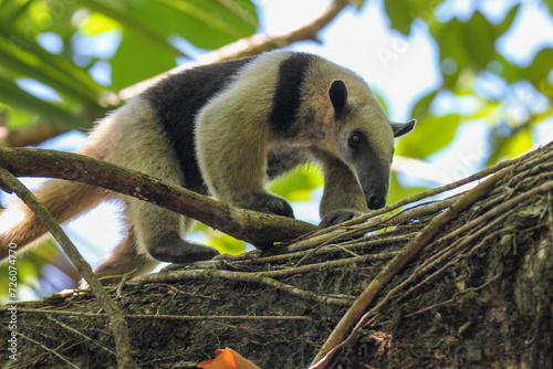 Northern tamandua anteater on tree in Corcovado National Park, Costa Rica 