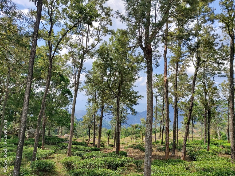 A Glimpse of Sri Lanka's Lush Hills and Tea Fields