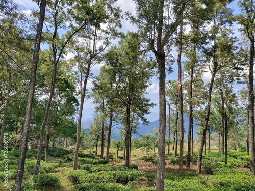 A Glimpse of Sri Lanka's Lush Hills and Tea Fields