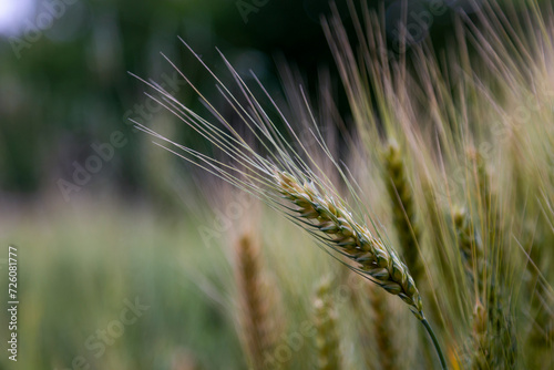 Close up of wheat ears in a field in summer. Shallow depth of field.
