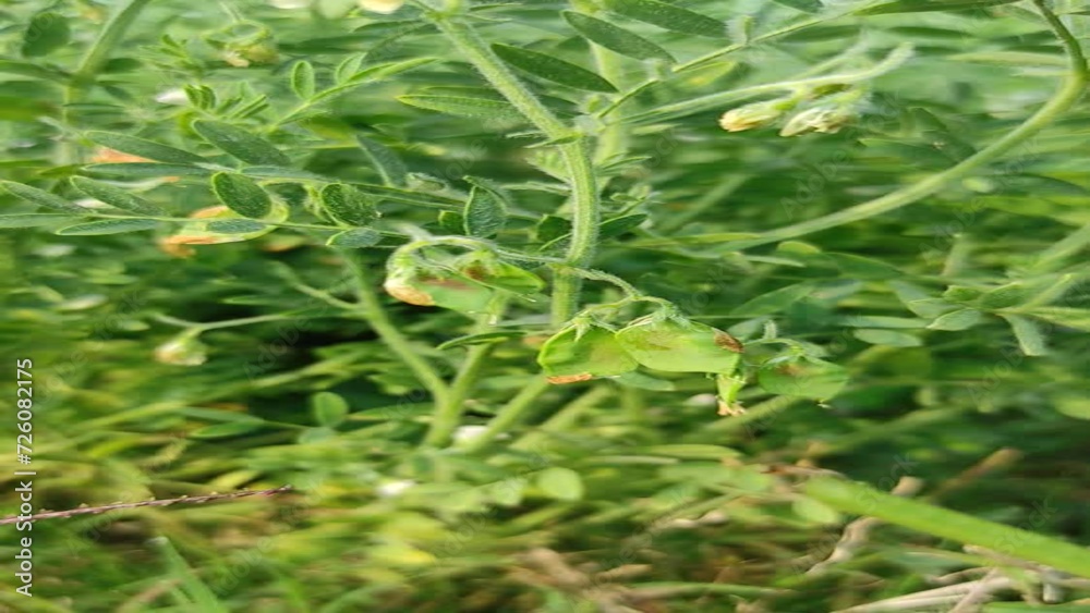 Lentil plant growing close up.Macro photo of a lentil (Lens culinaris) flower in a field. Lentil plant growing close up.Macro photo of a lentil (Lens culinaris) flower in a field.