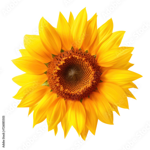 A of sunflower  on transparency background PNG