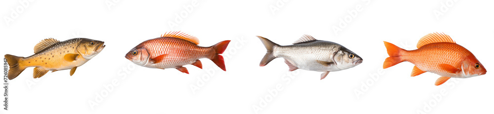Set of side view of a real fish on transparency background PNG