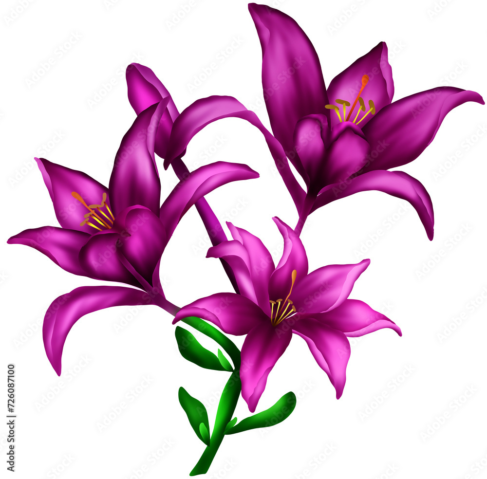 Pink lilies blooming in the sunlight Pink lilies blooming in the sunlight