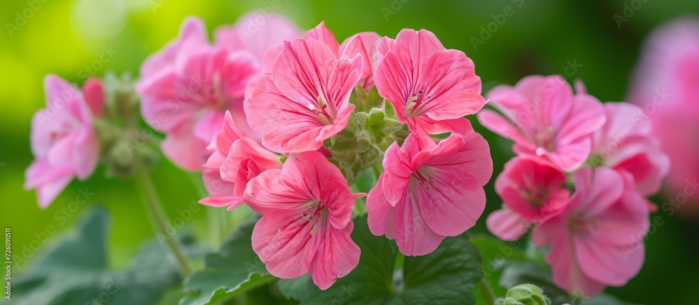 Lady Plymouth, a fragrant geranium with old-fashioned rose blooms.