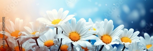 Bright white daisies under raindrops against a dreamy blue background, evoking freshness and purity.