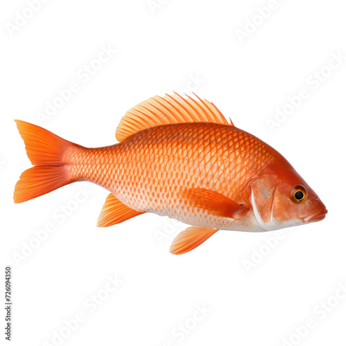 side view of a real fish on transparency background PNG