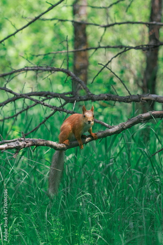 squirrel on tree