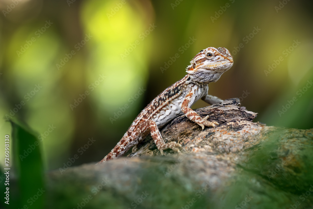 Exotic Bearded Dragon found in the wood, with beautiful skin pattern. Exotic Bearded Dragon found in the wood, with beautiful skin pattern.