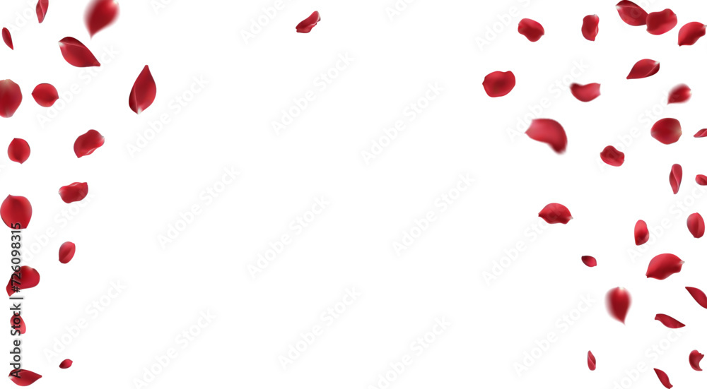Falling red rose petals isolated on white background. Vector illustration with beauty roses petal. Valentine's Day