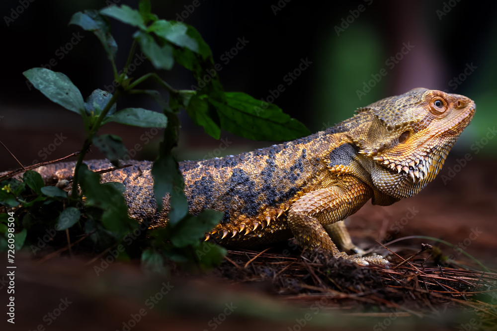 Fototapeta premium Exotic Bearded Dragon found in the wood, with beautiful skin pattern.