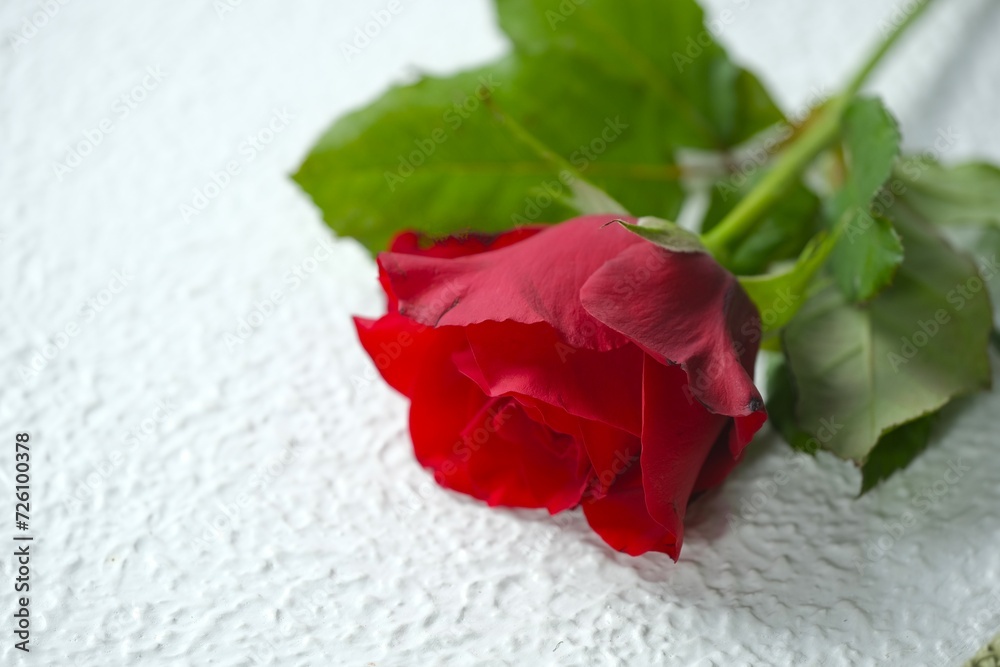 Red rose flower on white background. Bunga mawar Red rose flower on white background. Bunga mawar