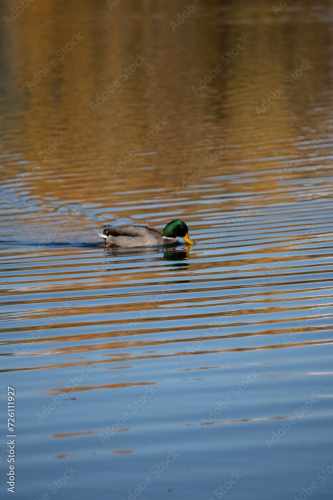 Duck in swimming in lake on an autumn day Duck in swimming in lake on an autumn day